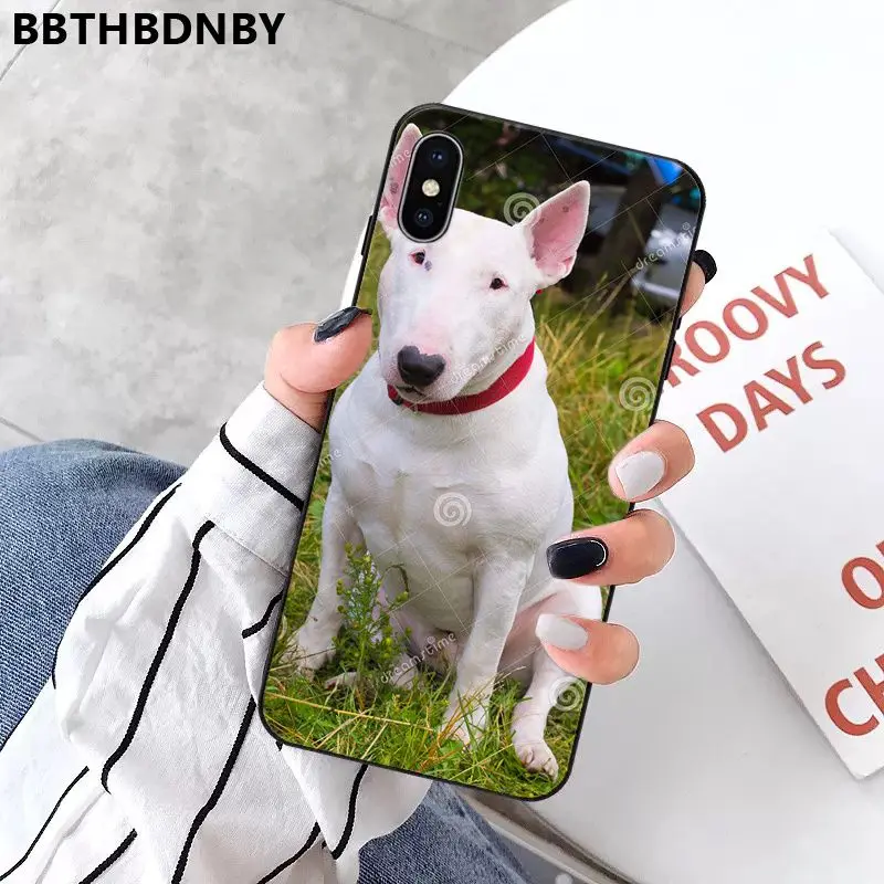 Bull Terrier Dog