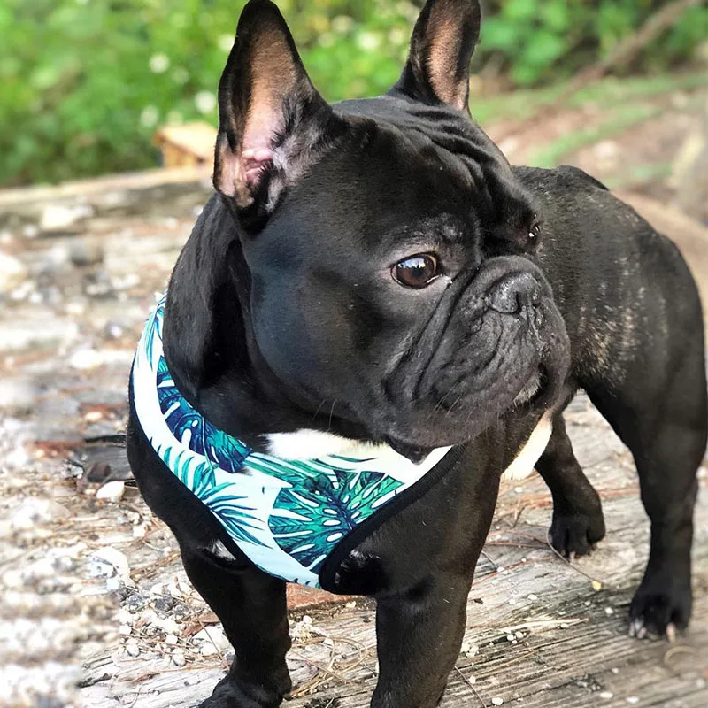 Harnais animal,Harnais pour chien bouledogue français,carlin,petit et moyen gabarit,laisse