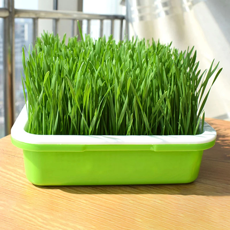 LxWxH Seed Sprouter Tray BPA Free PP Soil-Free Big Capacity Healthy Wheatgrass Grower with Lid Sprouting Kit 13.4x9.84x4.72in