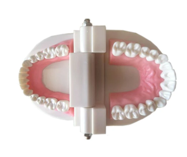  Dental denture model gums standard audlt teeth model Medical teaching tool Teeth model instructiona - 4000608707095