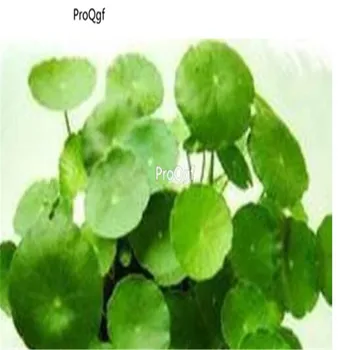 

Ngryise 8000Pcs A Set Centella asiatica
