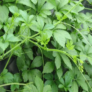 

100pcs-2000pcs 99% High germination rate of high quality Gynostemma pentaphyllum seeds free shipping