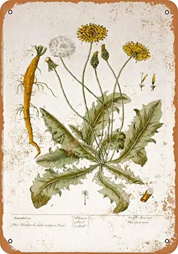 

Patisaner Tin Sign - Dandelion Botany Plate - Rusty Look 8x12 inches