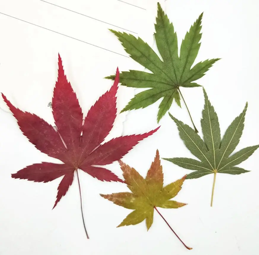 

60pcs Pressed Dried Maple leaves Flower Plants Herbarium For Jewelry Making Postcard Frame Phone Case Craft DIY