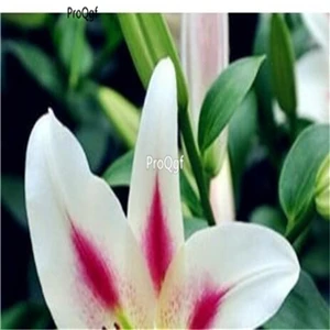 Prodgf 30 шт набор Lilium brownii Lily - Цвет: 11