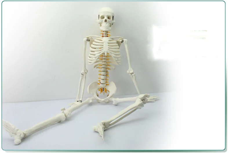 Модель человеческого скелета 85 см с позвоночными нервами и косточками