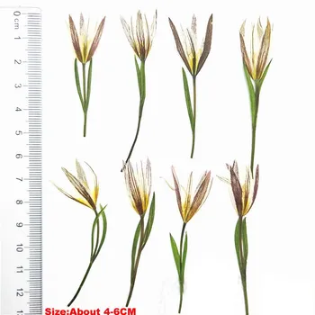 

4-6CM/100PCS,Mini Dried Pressed Tulipa edulis Flower,Real Flowers Dry Presslilium nanum For DIY Craft Resin Jewellery,Bookmarks