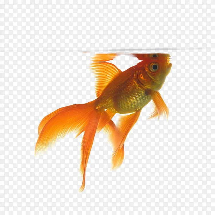 水面的下金鱼png图片素材免费下载 图片编号ylvzxzep Pngbag素材网
