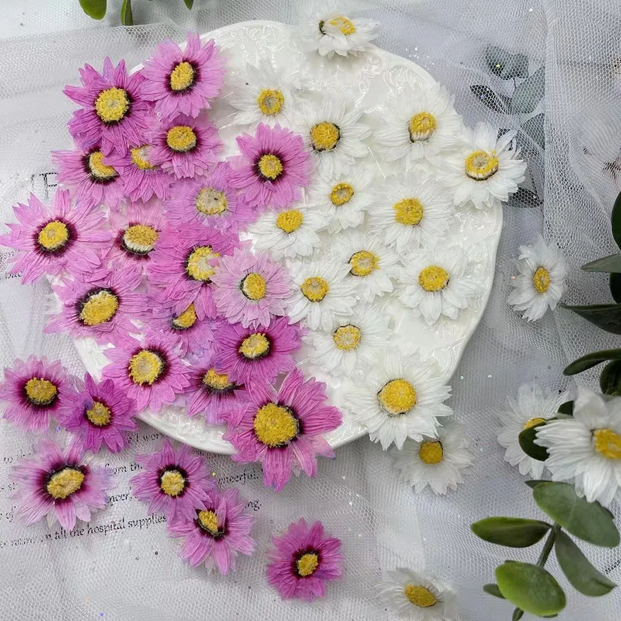 

120 шт. прессованный высушенный белый/фиолетовый Rhodanthe Manglesii цветок гербарий из растений для украшения Почтовые открытки чехол для телефона Закладка для книги ремесла Сделай Сам
