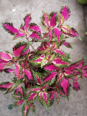 50 шт. свежий настоящий Plectranthus scutellarioides Лист S 1-25 - Цвет: 24