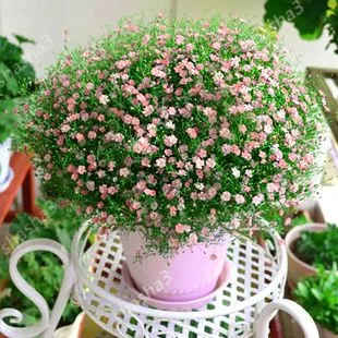 Gypsophila многолетний бонсай многоцветный Крытый и открытый цветок. Романтичный и красивый. 100 pes сумка