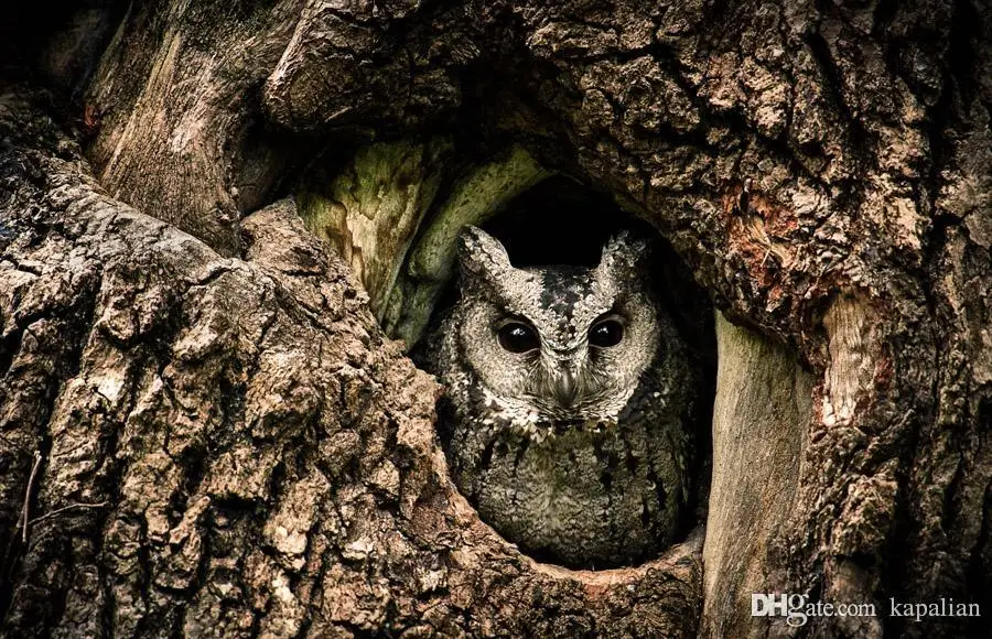 Плакат Collared Scops Сова гнездо Дерево отверстие художественная картина Картина 24 48 дюймов