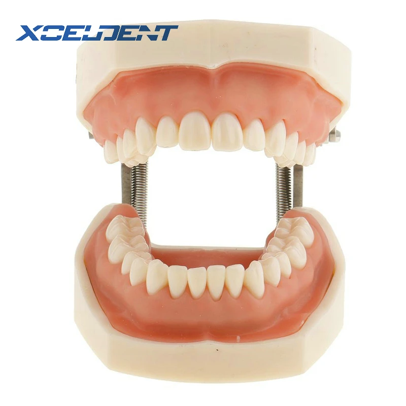 Beste 1 Pcs Zachte Gom Alle Verwijderbare Dental Tanden Model 28 Stuks Tanden Tandheelkundige Model Voor Nieuwe Tandarts Traning In De school