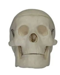 

human small skull model simulation free shipping