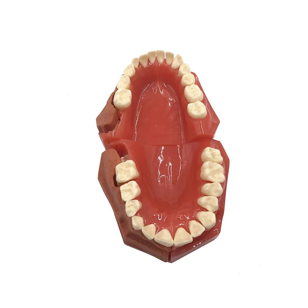 Dental Tooth Teeth Anatomical Anatomy Model Children Dental Model Baby teeth mold