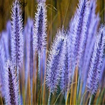

Ngryise 50000Pcs A Set pampas pampas