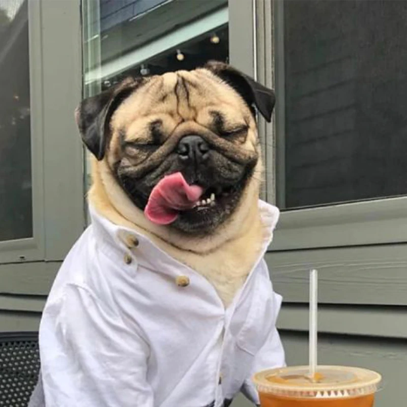 pug polo shirt