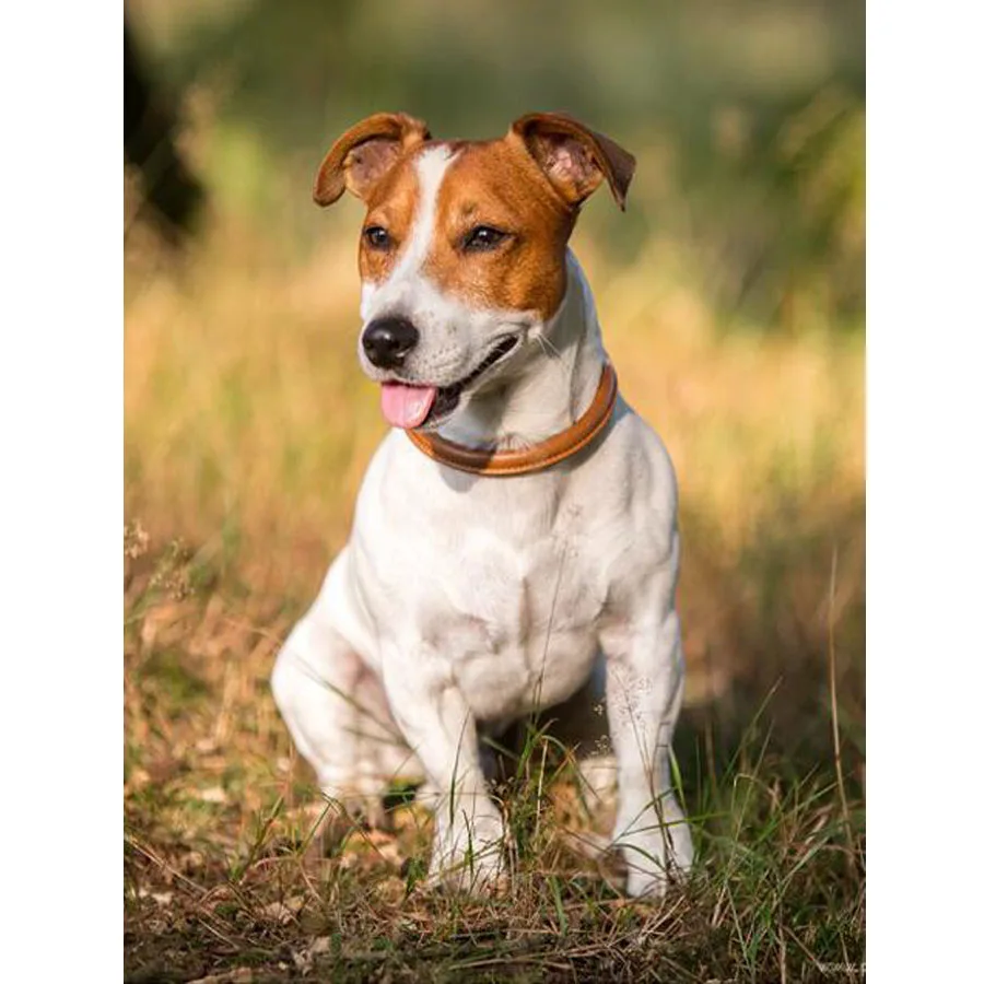 5d DIY Diamond Embroidery jack russell terrier Full Square Diamond Painting,Cross Stitch,round Drill Mosaic diamond pet picture