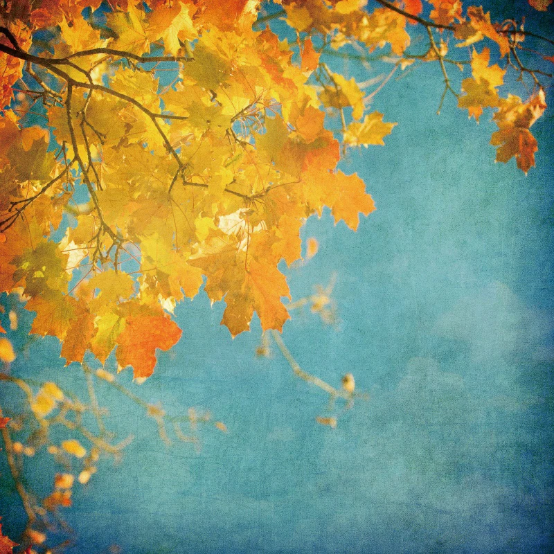 

Laeacco Grunge Autumn Yellow Maple Leaves Pattern Baby Newborn Portrait Photo Backgrounds Photography Backdrops For Photo Studio