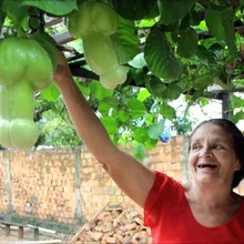 Удивительная природа! 100 шт очень интересные китайские бонсай "большой пенис Дыня", редкие овощи Флорес, растения для дома и сада