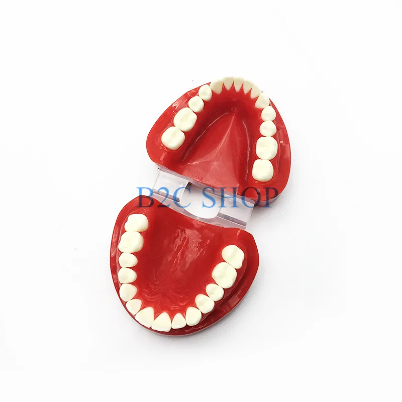  Dental Prosthesis Teeth Model Jaw Standard Typodont Demonstration Denture Teaching Model Dental Sim - 32883320306