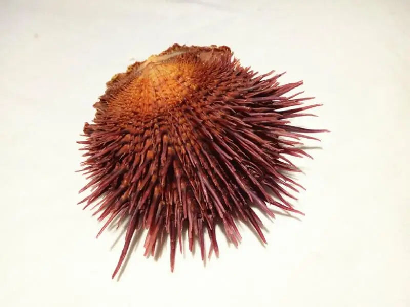 

Natural conch shell clam shells collection of rare specimens of snails clam shell