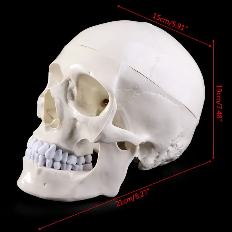 Анатомическая Анатомия человека голова Скелет Череп обучающая модель школьные принадлежности учебный инструмент