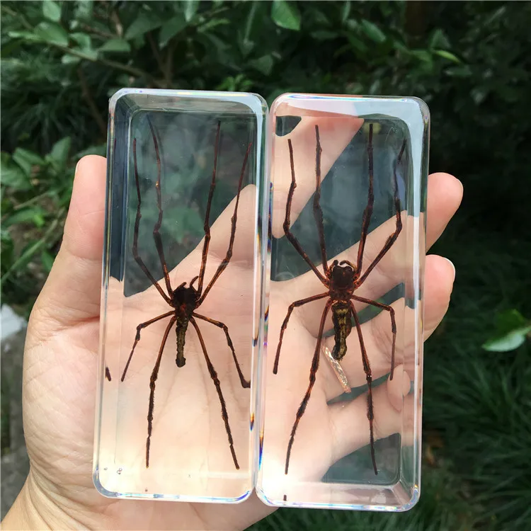 Resin Insect Specimen Handicraft Centipede Spider Beetle Scorpion Biological Sample  Boy Gift miniature brass figurines