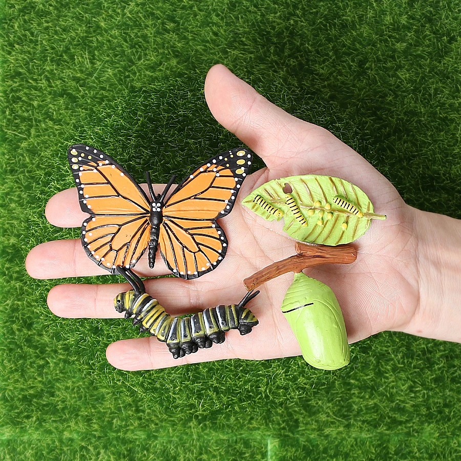 butterfly-4