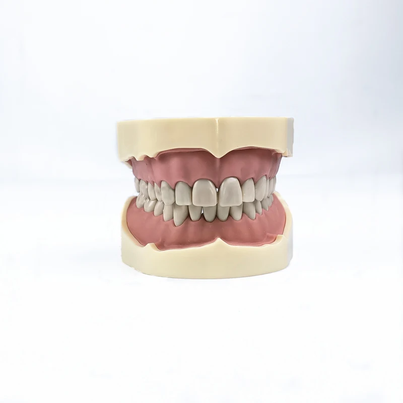 1 шт. модель зубной челюсти для исследования зубов с винтом фиксированная 28/32
