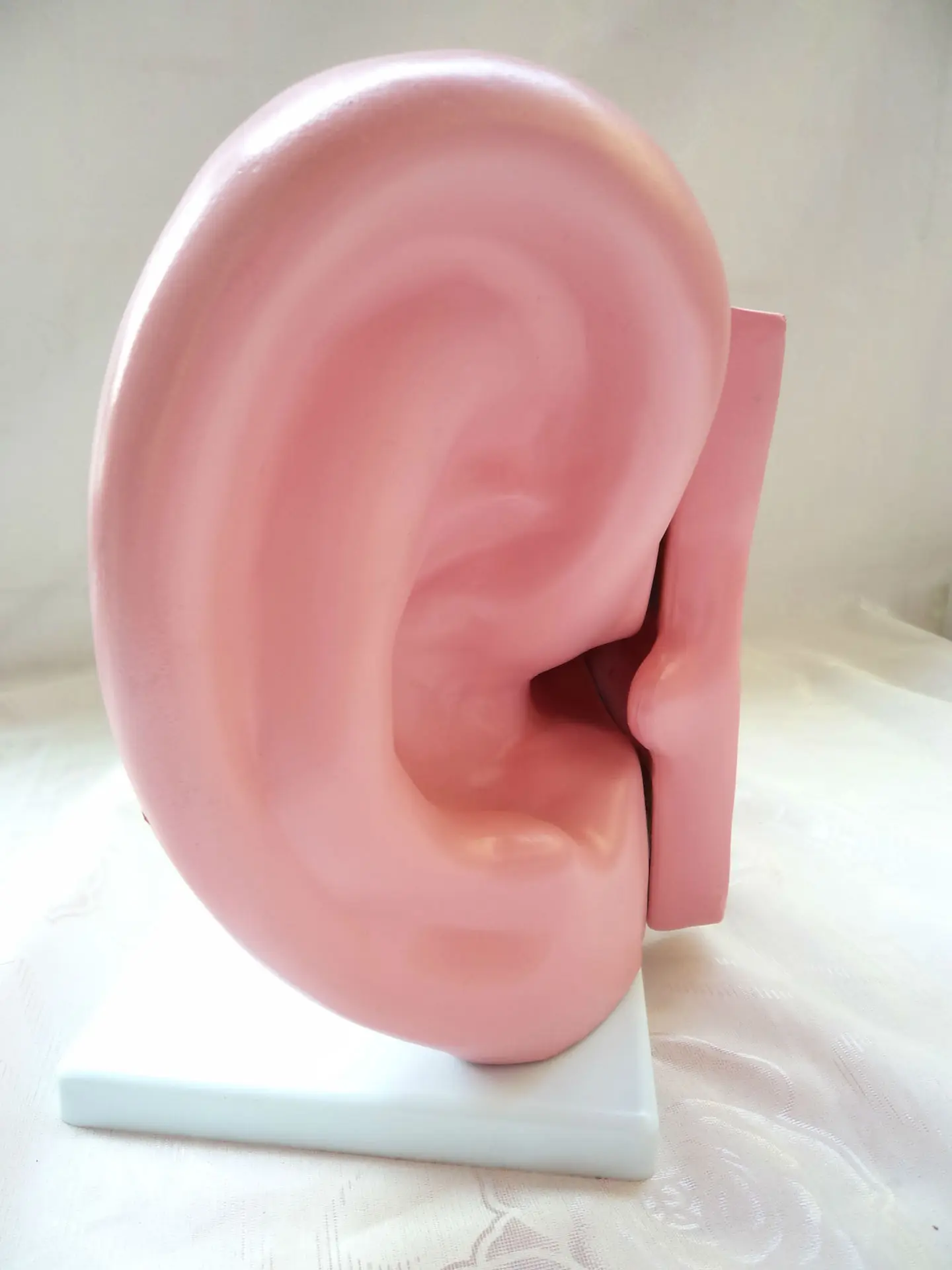 Big-Ear Anatomical Model Ear Model China Science Publishing& Media Ltd.(cspm) Scientific And Educational Toy Children Teaching