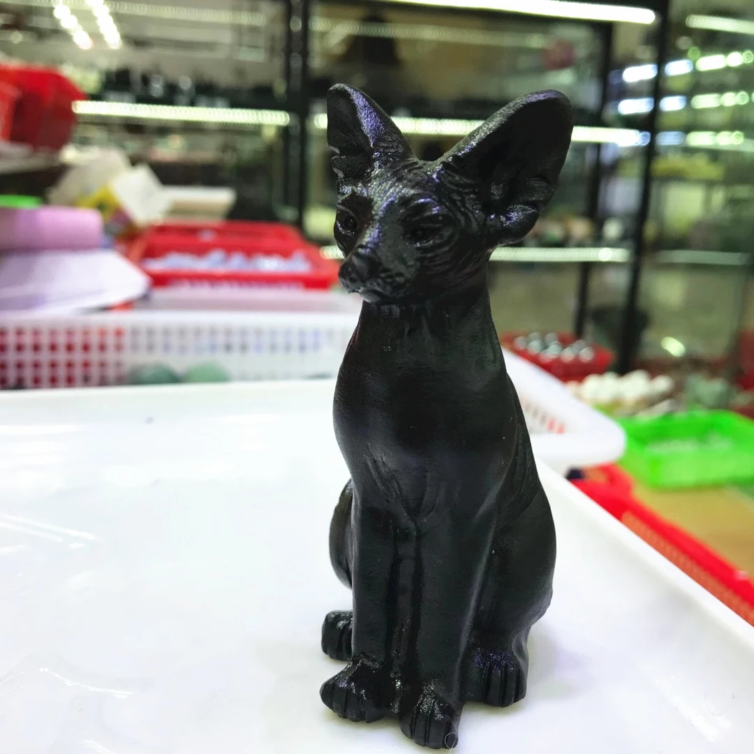 cute black sphynx cat