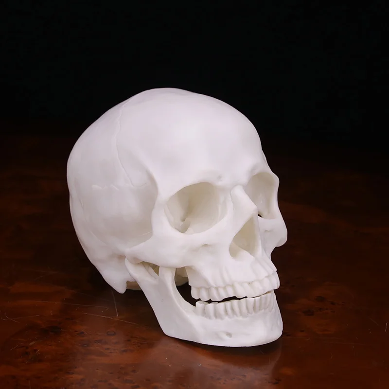 

Simulation Skull Head Resin Replica Prop Ornament for Halloween Decoration @LS