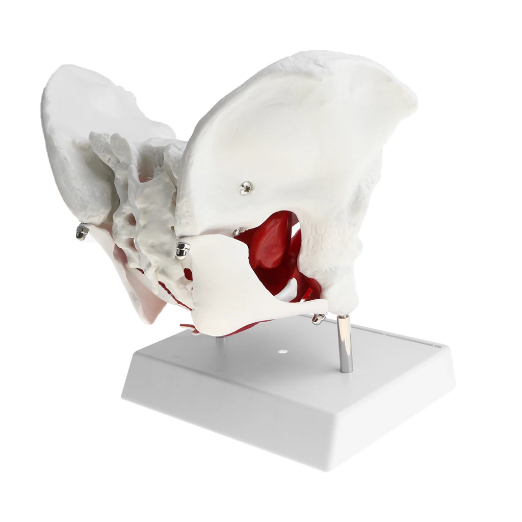 Female Pelvis Model with Ligaments Muscles and Organs | Pelvis Skeleton Model | Human Anatomical Models