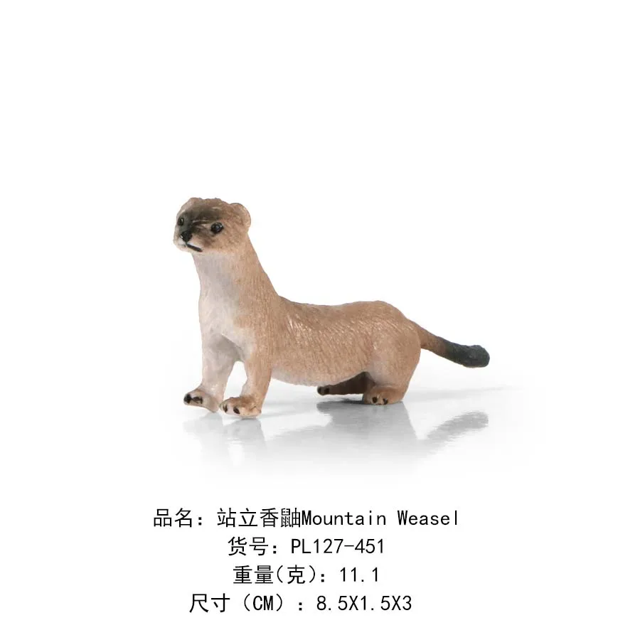 站立香鼬Mountain Weasel-451