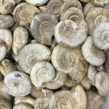 

Natural Ammonite fossils Anmolyte sea snail Madagascar original specimen Specimen Shell Healing Madagascar 100g