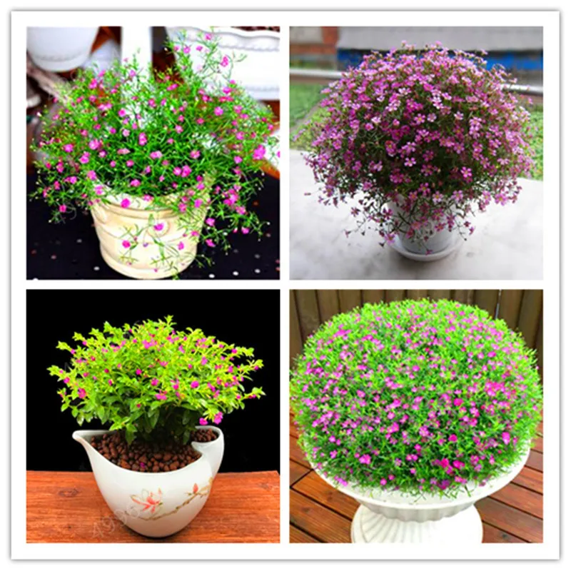 

100 flores/bag Big Promotion! gypsophila paniculata bonsai, beautiful flower plants,ornamental flowers for home and garden