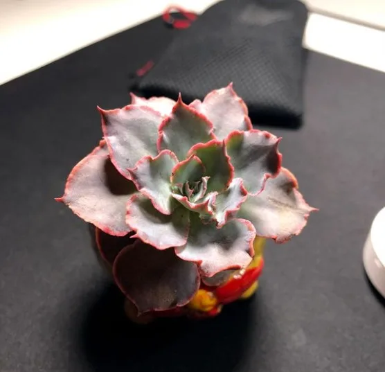 看图识多图，这是什么品种？图片 No.2