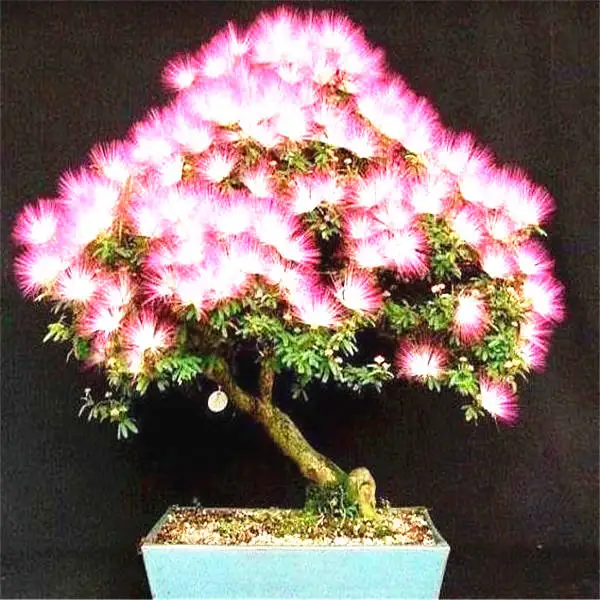 

20 pcs Albizia (Acacia) Julibrissin Tree (mimosa/persian Silk Tree) Mini Potted Bonsai Flower ,diy Home Miniature Garden plant