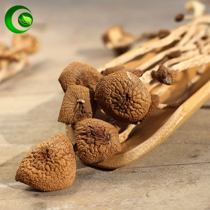 Agrotybe aegerita chaxingu brilhante ganoderma yanagimatsutake castanha cogumelo cha shu gu