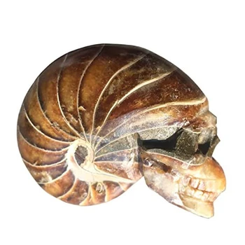 

Natural Ammonite Fossil Skull Figurine Crystal Jade Ocean Conch Stone Madagascar Mineral Specimen Wedding Party Decoration