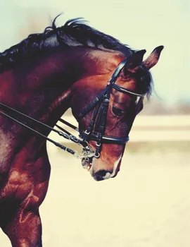 

Photo wallpaper 1400*2000mm 4 leaf series animals "horse" к-103 paper 150g/m2