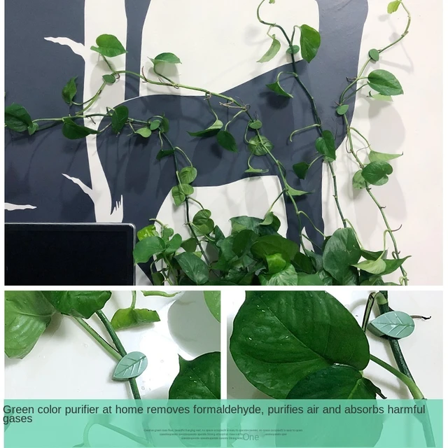 Clips de fixation murale pour plantes grimpantes, 10 pièces, Clip de  fixation de branche de boucle de fixation de plante de vigne d'intérieur,  crochet de mur - AliExpress