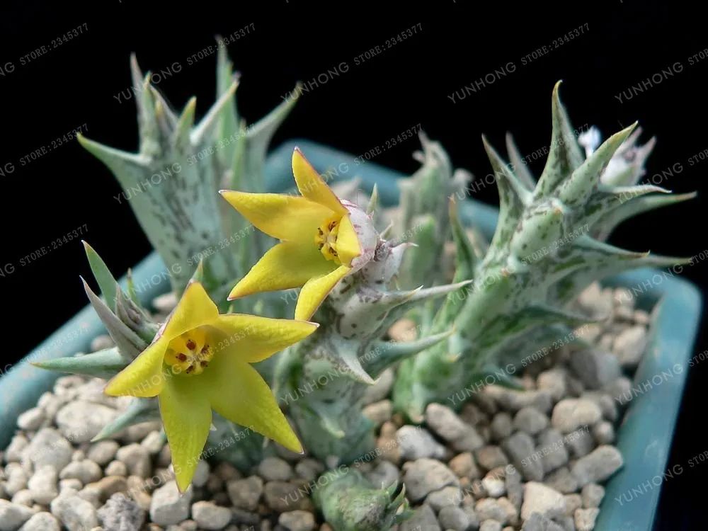 Stapelia Pulchella бонсай литопс смесь суккулентов сырой камень кактус растение Редкие цветы для дома, сада растения бонсай 100 шт