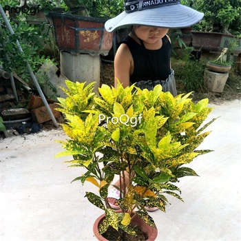 

Ngryise 1Pcs A Set Codiaeum variegatum