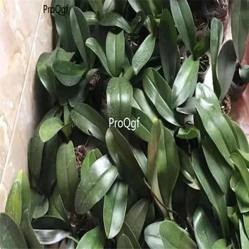 

Ngryise 2Pcs A Set phalaenopsis