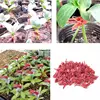 100 durable plastic grafting clamps, garden plant support clamps, round red clamps for gardening vegetables, flowers, shrubs ► Photo 2/4