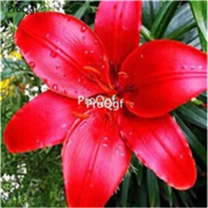 13 Ngryise набор из 20 предметов Lilium brownii Lily - Цвет: 13