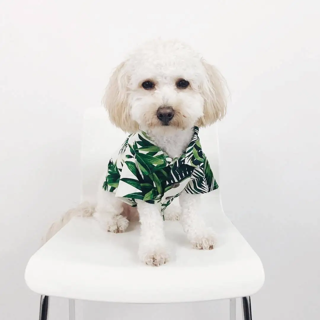 summer clothes for small dogs