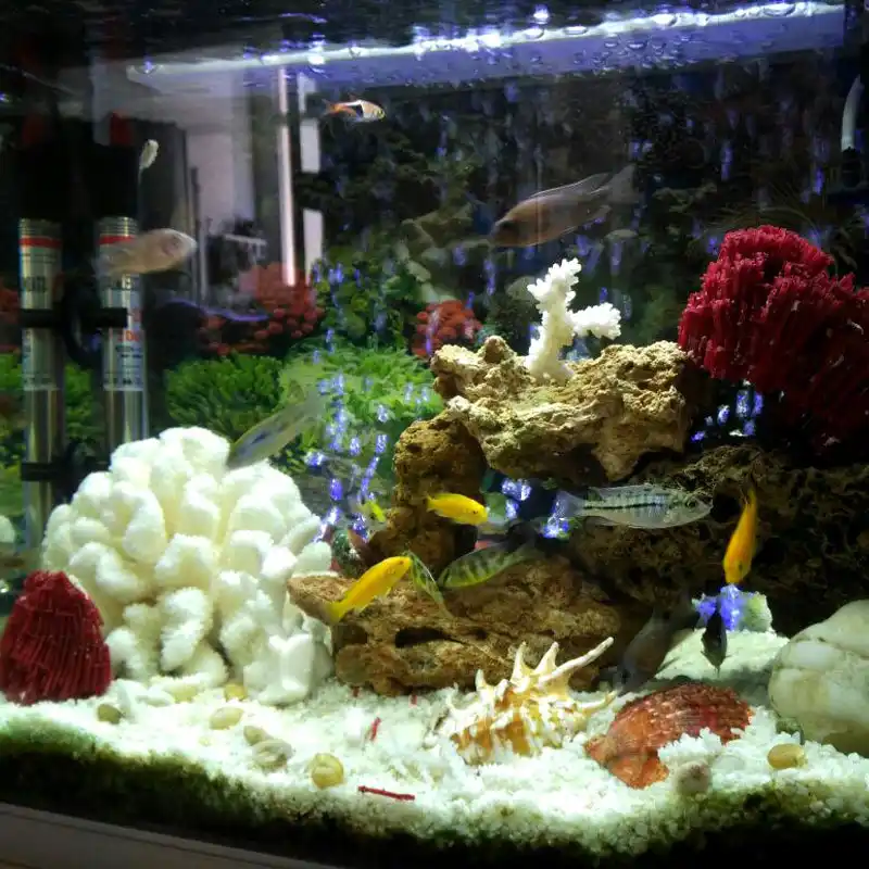 Get Strand aquarium dekorationen For iPhone Free Strand Aquarium Dekorationen